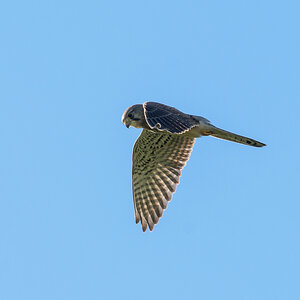 Falkenflug
