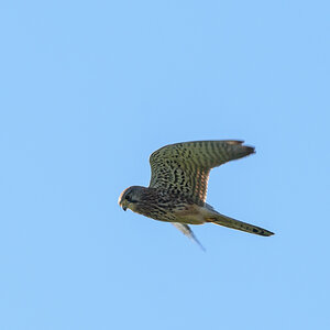Falkenflug2