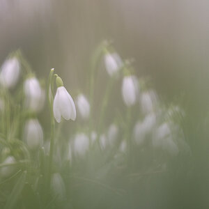 schneegloeckchen_02.jpg