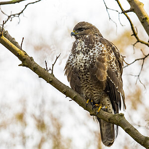 bussard_05.jpg