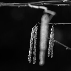D50_1898.jpg