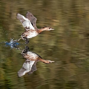 D50_0229_Zwergtaucher beim WasserstartIA_11_2019.jpg
