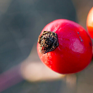 Roter Februar