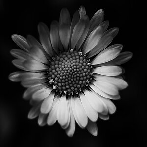 Gänseblümchen BW.jpg