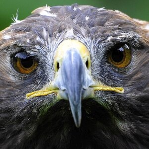 Der Blick.jpg