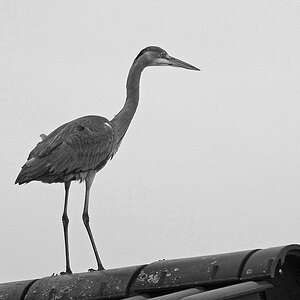 _DSC0090KASWxl.jpg