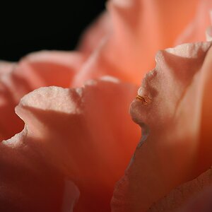 fee-de-la-fleur.jpg