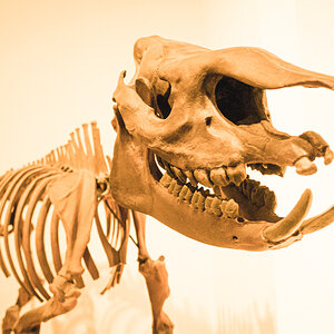 Megadingsbums rex