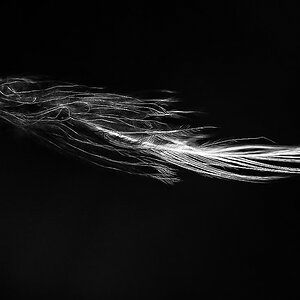 Feder im Wind 4.jpg