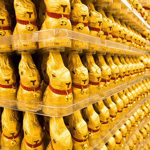 Goldhaseninvasion