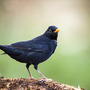 amsel_03.jpg
