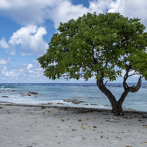 Baum am Strand.jpg