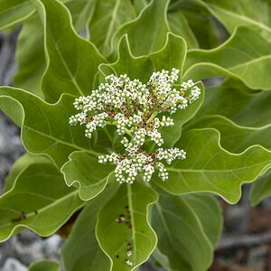 Blüte Rangiroa.jpg