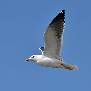 DSC_8000_f.jpg