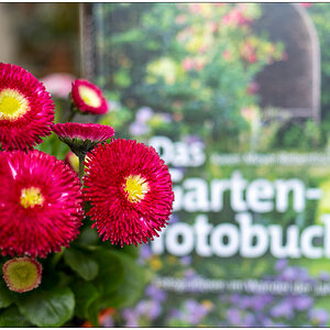 094 Bellis mit Garten-Fotobuch