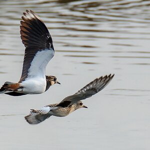 D50_0102_Kiebitz & Kiebitzregenpfeifer (Jungvogel)  IA_10_2019.jpg
