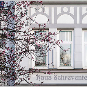 100 Rosa Blüten vor Haus Schreventeich