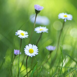 Das sind meine Lieblinge im Frühling..jpg