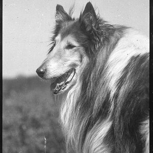 Collie