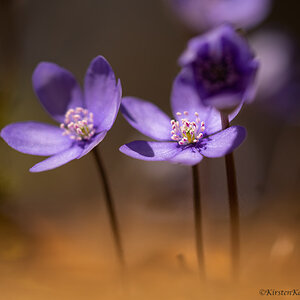 Leberblümchen (hepatica nobilis)