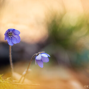 Leberblümchen (hepatica nobilis)