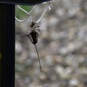 Z50_0932_DxO.jpg