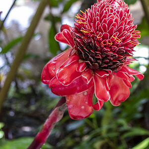 Blüte2 Tahiti.jpg