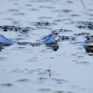 D50_1923_Blaumann_Trio IA_3_2020.jpg