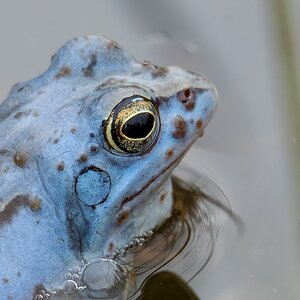 D50_1958_blauer Moorfrosch_Porträt IA_3_2020.jpg
