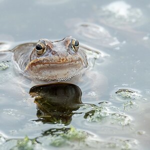 D50_1959_Moorfrosch Weibchen IA_3_2020.jpg