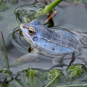 D50_1986_Moorfrosch in Paarungsfärbung IA_3_2020.jpg