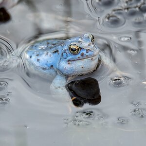 D50_1994_Moorfrosch in Blau IA_3_2020.jpg