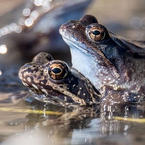 D50_3089_Frosch auf Froschdame IA_4_2018.jpg