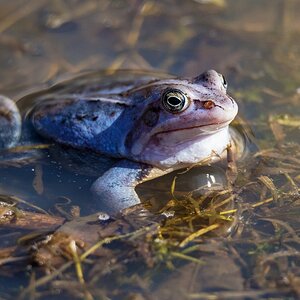 D50_3227_blau gefärbtes MoorfroschmännchenIA_4_2018.jpg
