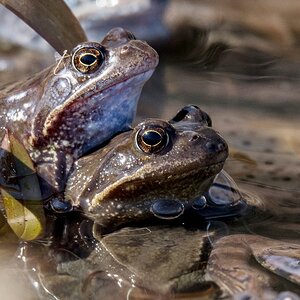 D50_3113_Froschhuckepack IA_4_2018.jpg