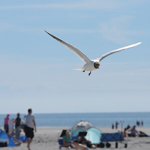 DSC_0737.jpg