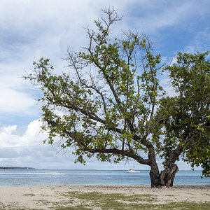 Baum Moorea.jpg