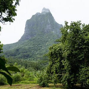 Mount Tohivea Moorea.jpg