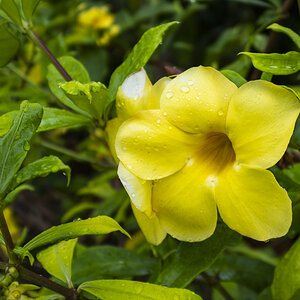 Blüte Moorea.jpg