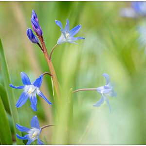 114 Frühling in der Bünte