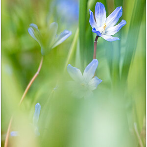 115 Frühling in der Bünte