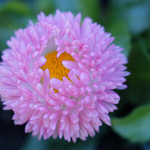 _DSC7381NF.jpg
