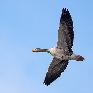 OF2_37790.jpg