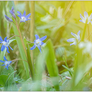 116 Blaustern mit Tele