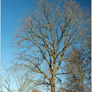 117 Baum mit blauem Himmel