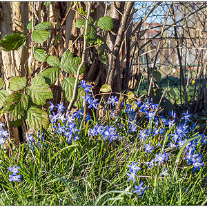 119 Im Schrebergarten - Blausterne
