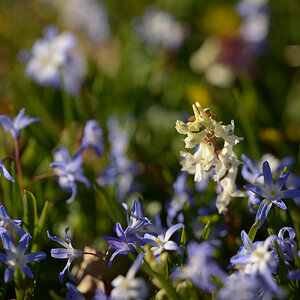Frühlingsblümchen