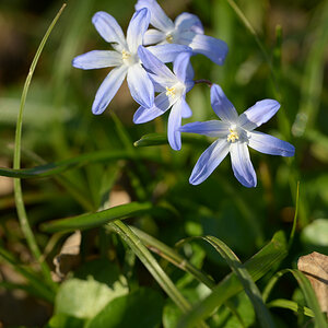 Frühlingsblümchen