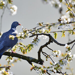taube_kirschbaum.jpg