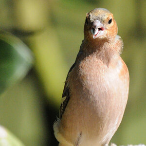 DSC_5417_00001.jpg